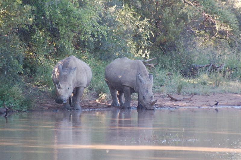 DSC_3528.JPG - Rhino at Pilanesburg National Park