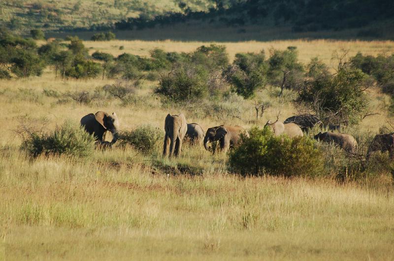 DSC_3542.JPG - Elephant at Pilanesburg National Park