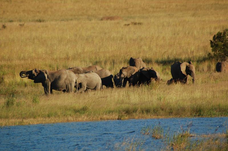 DSC_3556.JPG - Elephant at Pilanesburg National Park