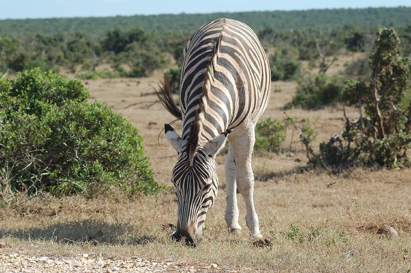 DSC_3696.JPG - Zebra at Addo Elephant National Park