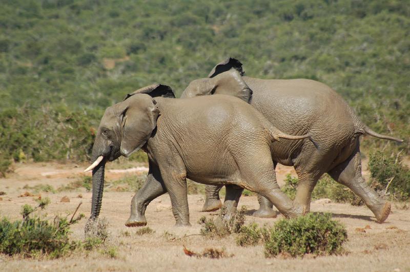 DSC_3706.JPG - Elephants at Addo Elephant National Park