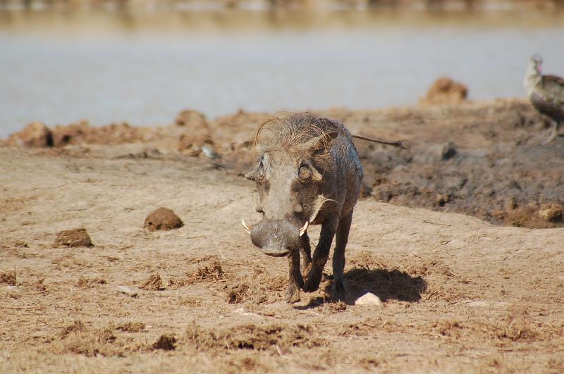 DSC_3715.JPG - Warthog at Addo Elephant National Park
