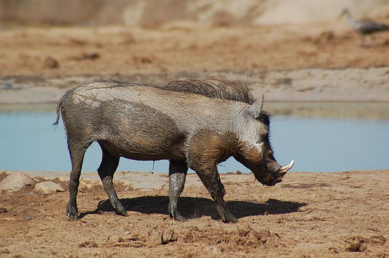 DSC_3717.JPG - Warthog at Addo Elephant National Park