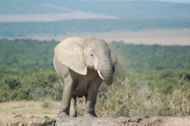 DSC_3749.JPG - Elephant mud bath at Addo Elephant National Park