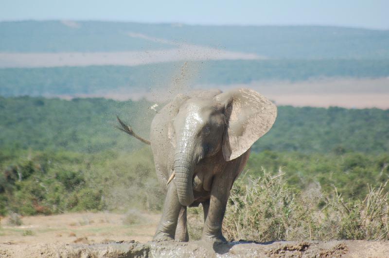 DSC_3751.JPG - Elephant mud bath at Addo Elephant National Park