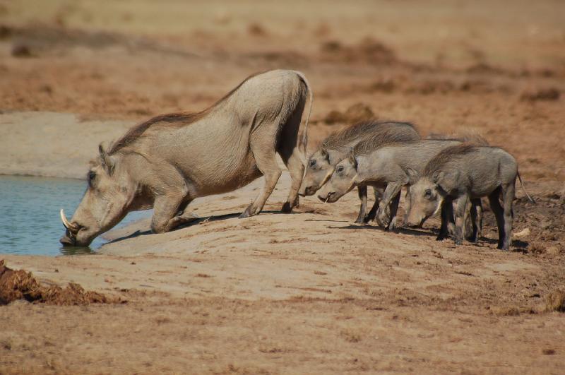 DSC_3759.JPG - Warthog family at Addo Elephant National Park