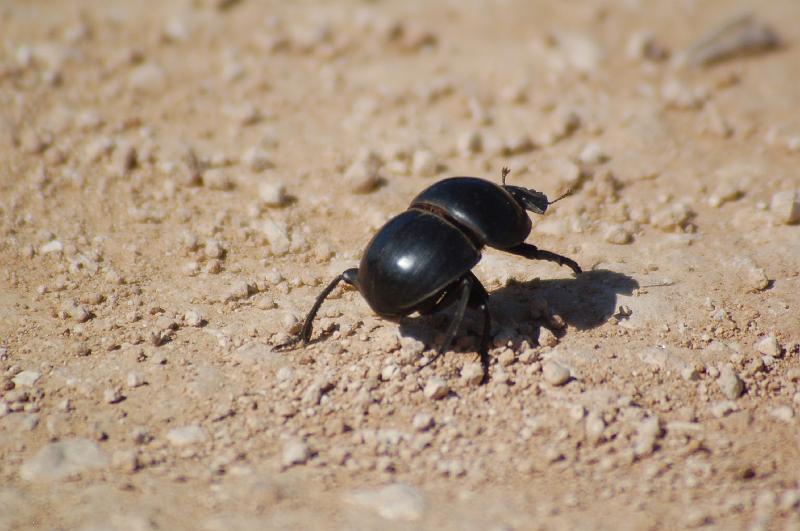 DSC_3769.JPG - Dung beetle at Addo Elephant National Park