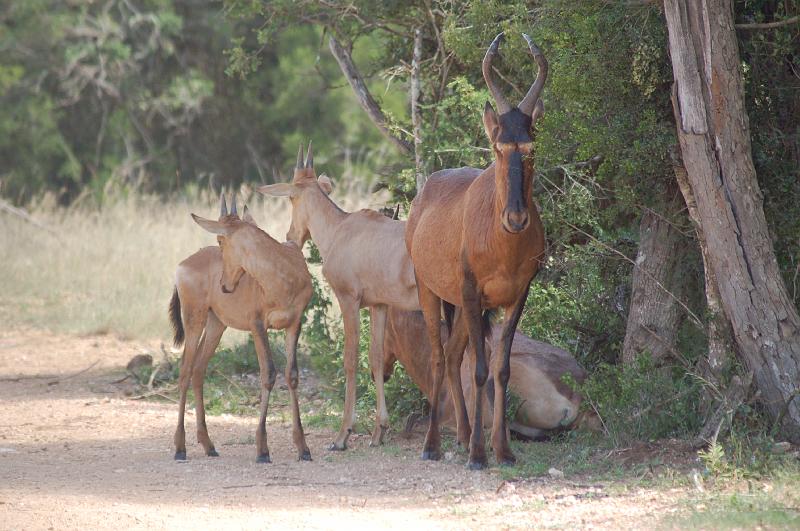 DSC_3777.JPG - Red Hartebeest family at Addo Elephant National Park