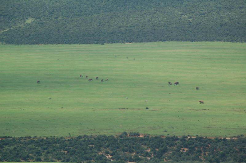 DSC_3784.JPG - Elephants on the plains at Addo Elephant National Park
