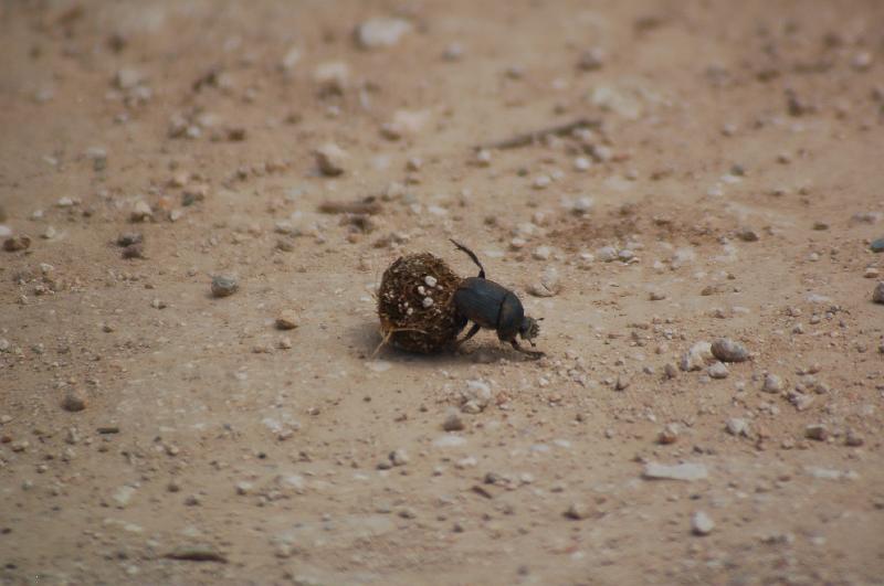 DSC_3789.JPG - Dung beetle at work at Addo Elephant National Park