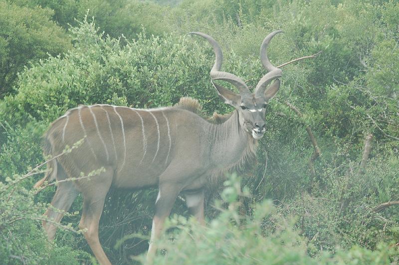 DSC_3811.JPG - Kudu male at Addo Elephant National Park