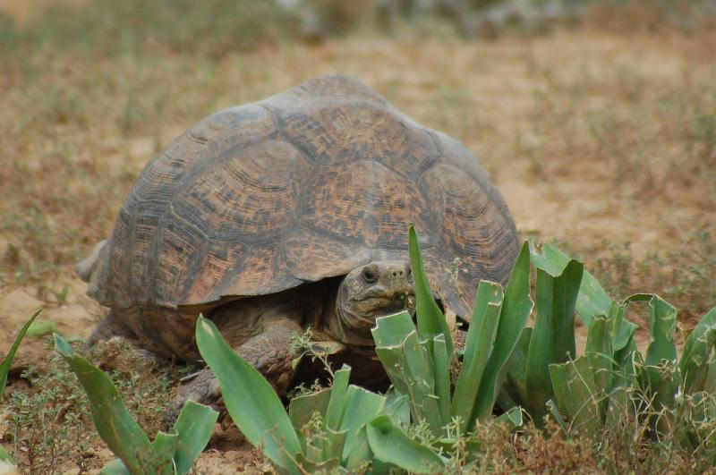 DSC_3838.JPG - Tortoise at Addo Elephant National Park