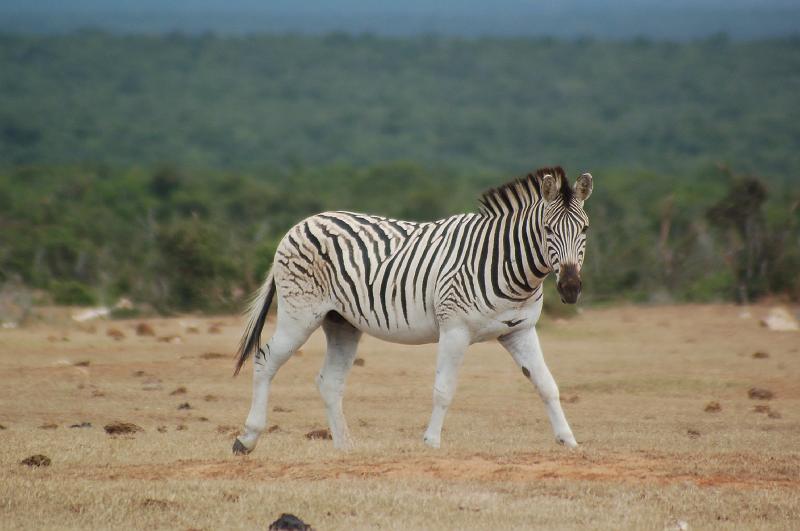 DSC_3865.JPG - Zebra at Addo Elephant National Park