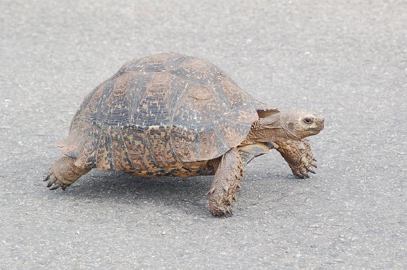 DSC_3873.JPG - Tortoise at Addo Elephant National Park
