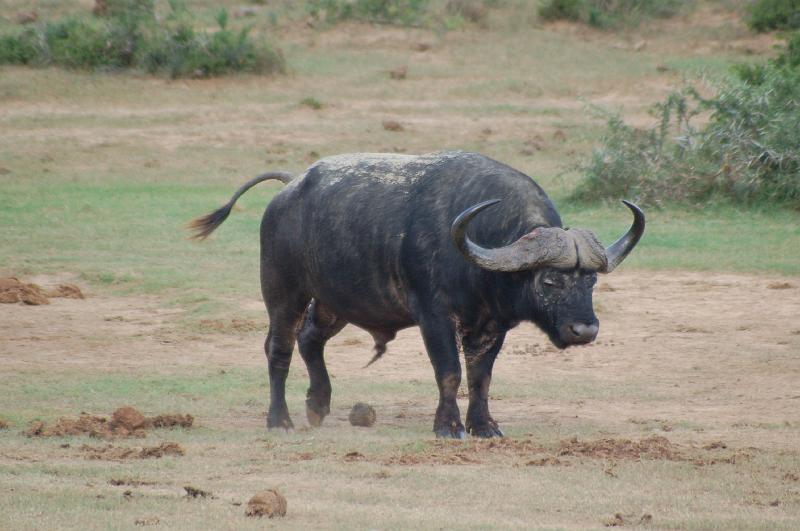 DSC_3899.JPG - Cape Buffalo at Addo Elephant National Park