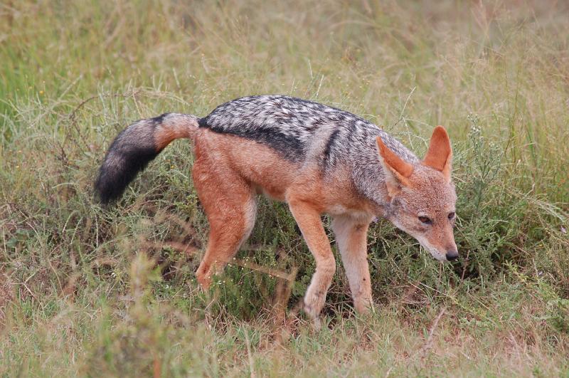 DSC_3916.JPG - Black backed jackal at Addo Elephant National Park