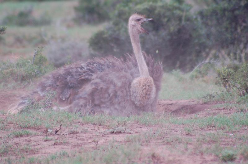 DSC_3956.JPG - Ostrich dust bath at Addo Elephant National Park