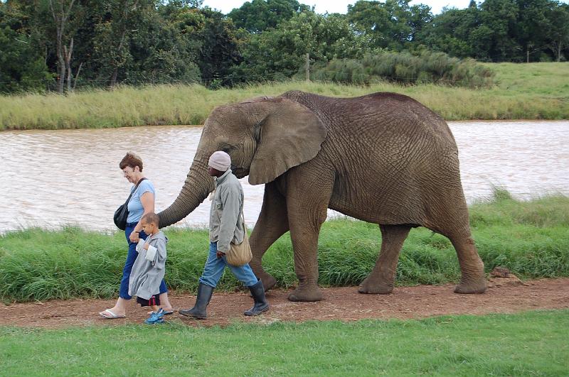 DSC_4045.JPG - Deb and Octavious walk with the elepants at the Elephant Sanctuary at Plettenberg Bay
