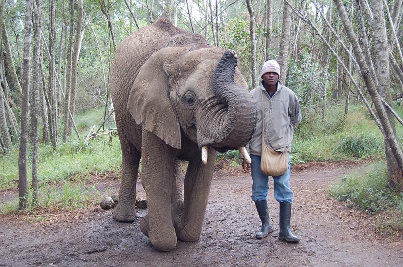 DSC_4062.JPG - Marula - one of the elephants at the Elephant Sanctuary at Plettenberg Bay