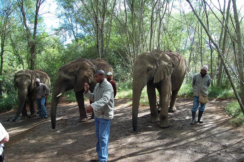 DSC_4071.JPG - The three elephants in our elephant experience at the Elephant Sanctuary at Plettenberg Bay