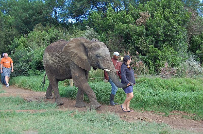 DSC_4159.JPG - Jessica walking with the elephants at the Elephant Sanctuary at Plettenberg Bay