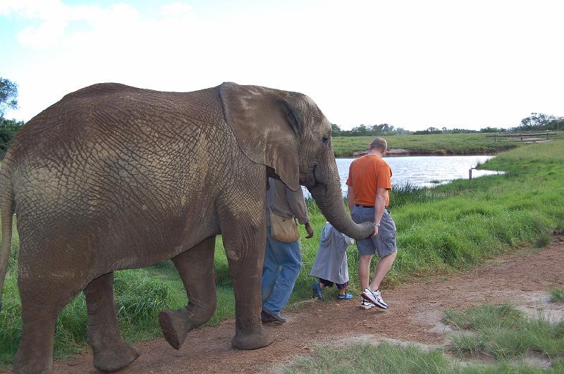 DSC_4168.JPG - Mark and Octavious walking with the elephants at the Elephant Sanctuary at Plettenberg Bay