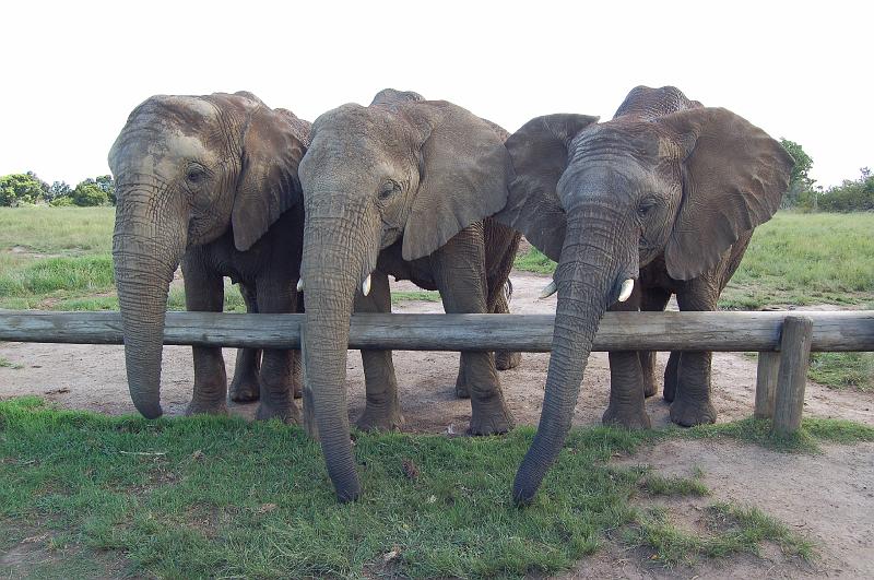 DSC_4188.JPG - The three elephants in our elephant experience at the Elephant Sanctuary at Plettenberg Bay