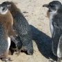 Young penguins still have some of their baby fur