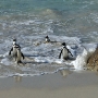 Penguins coming our of the Atlantic Ocean
