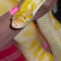 The albino burmese python