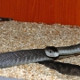Black Mamba - one of the worlds most venemous snakes, native to South Africa