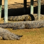 Pool 3 - The large crocodiles