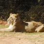 Female lion in the park