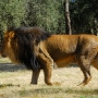 A majestic male lion