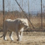 White female lion