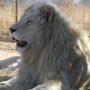 White male lion