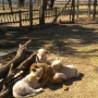 3 month on lion cubs playing