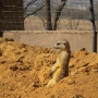 Meercat in their enclusire