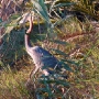 One of the giant birds at the estuary, the King Heron
