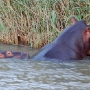 Mother hippo with a young baby feeding on the reeds on the side of the estuary