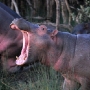 Yawning hippo waking up
