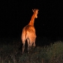 Giraffe at night