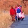 Traditional Zulu ladies going to harvest grass