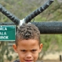 Tavus with impala horns