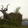 A male kudu resplendent with his horns