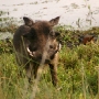 There always have to be warthogs around