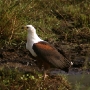 A fish eagle looking for food