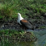 A fish eagle looking for food