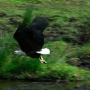The fish eagle takes flight