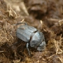 Dung beetles are protected here and there is plenty of dung for them to work with